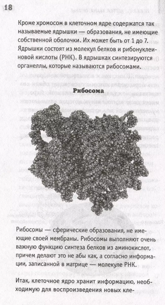 Anatomija. Cilvēka atklāšana