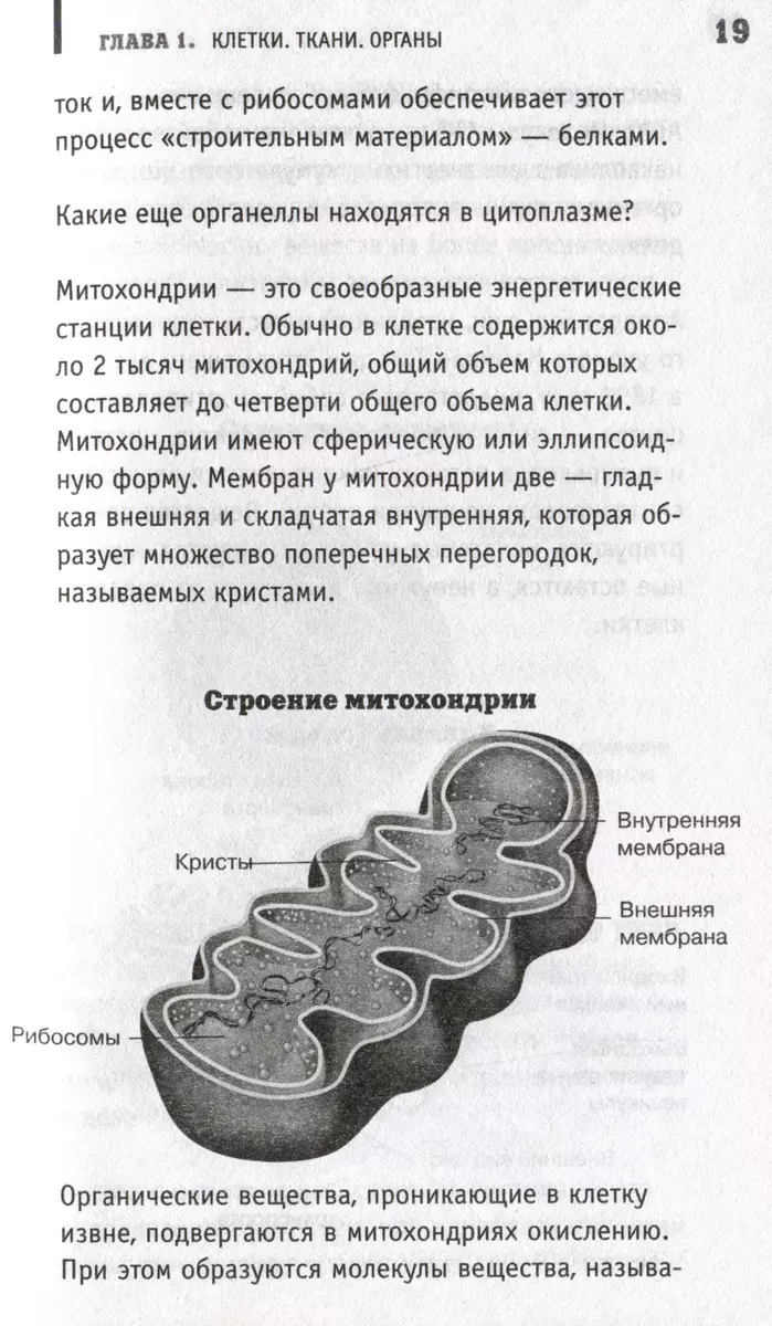 Anatomija. Cilvēka atklāšana