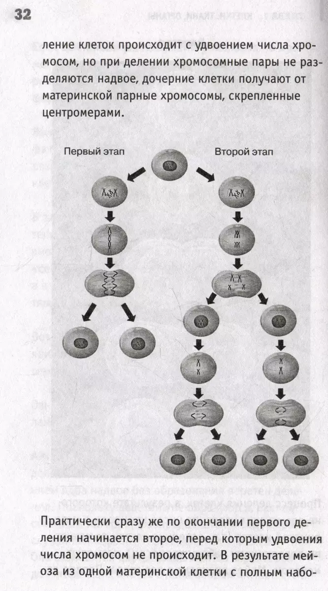 Anatomija. Cilvēka atklāšana