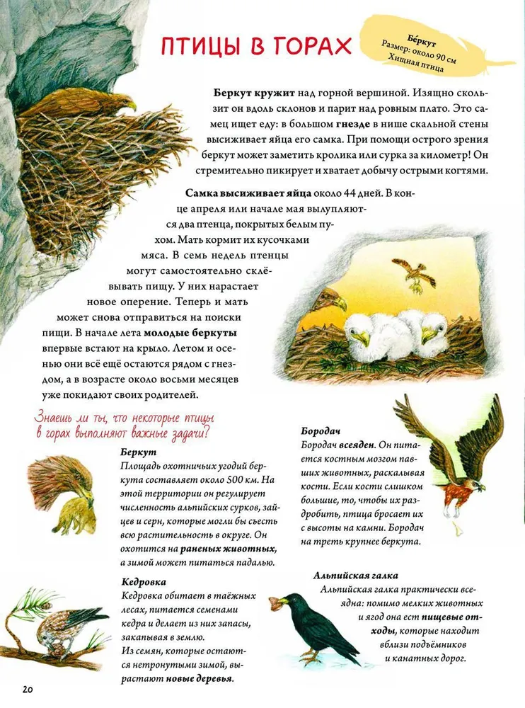 Grāmata par putniem