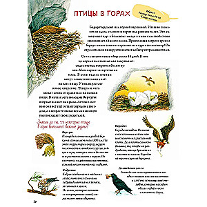 Grāmata par putniem