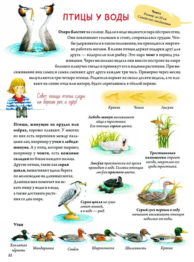 Grāmata par putniem