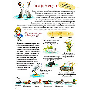 Grāmata par putniem