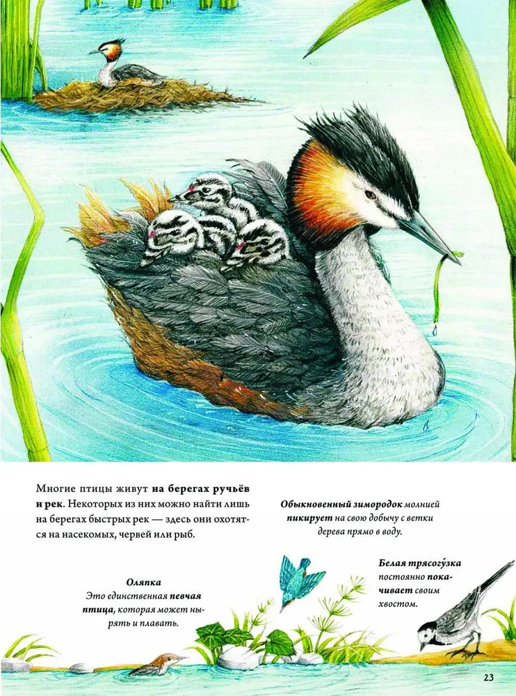 Grāmata par putniem