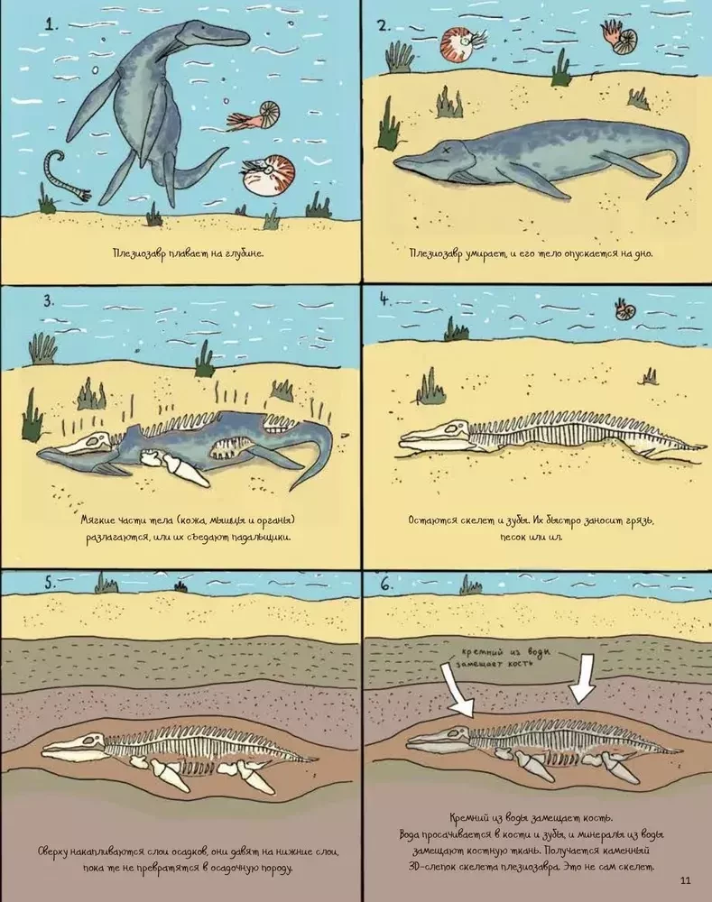 Akmeņi un kauli. Fosilijas un stāsti, ko tās stāsta