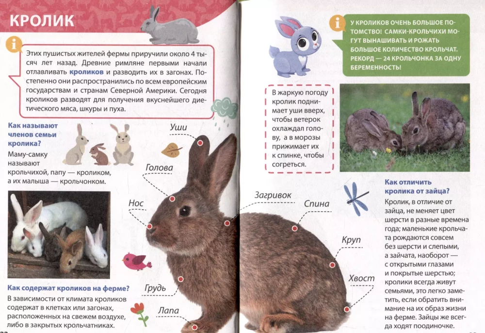 Encyclopēdija maziem kāpēcīšiem. Lauksaimniecības dzīvnieki