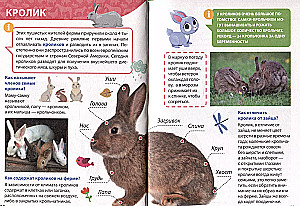 Encyclopēdija maziem kāpēcīšiem. Lauksaimniecības dzīvnieki
