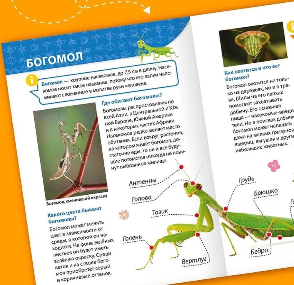 Encyclopēdija maziem kāpēcīšiem. Kukaiņi
