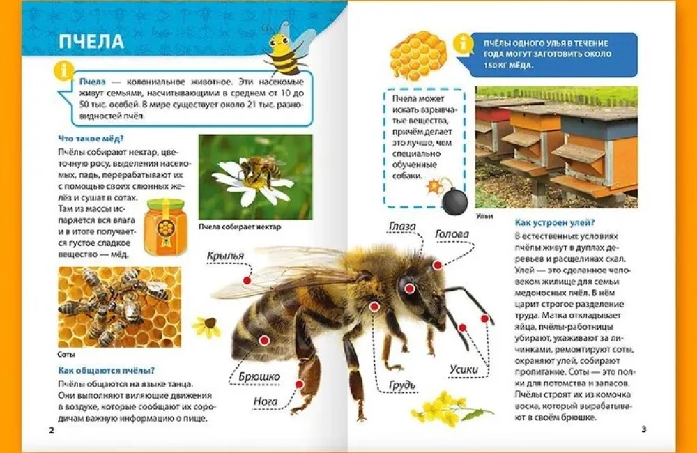 Encyclopēdija maziem kāpēcīšiem. Kukaiņi