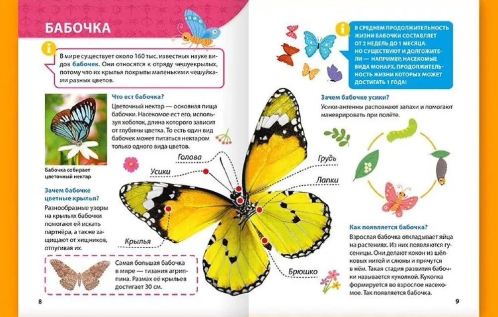 Encyclopēdija maziem kāpēcīšiem. Kukaiņi