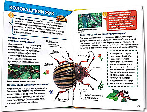 Encyclopēdija maziem kāpēcīšiem. Kukaiņi
