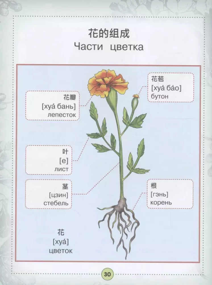 Ķīniešu-krievu vizuālais vārdnīca bērniem