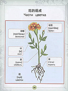 Ķīniešu-krievu vizuālais vārdnīca bērniem