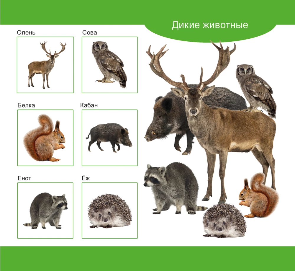 Koka loto Mājas un savvaļas dzīvnieki