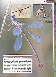 Kukaiņi