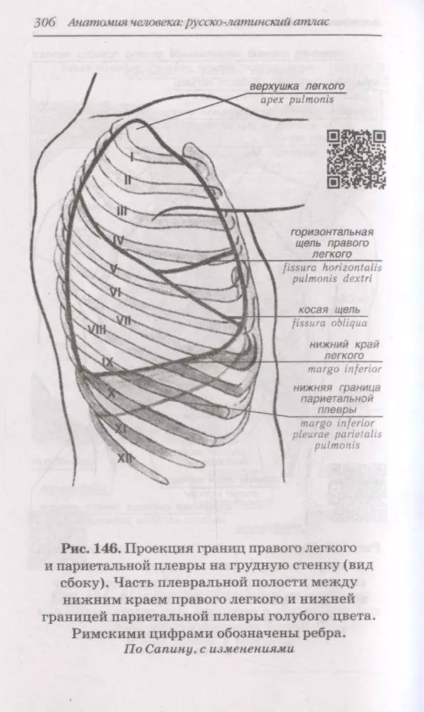 Cilvēka anatomija: Krievu-latīņu atlants ar QR kodiem