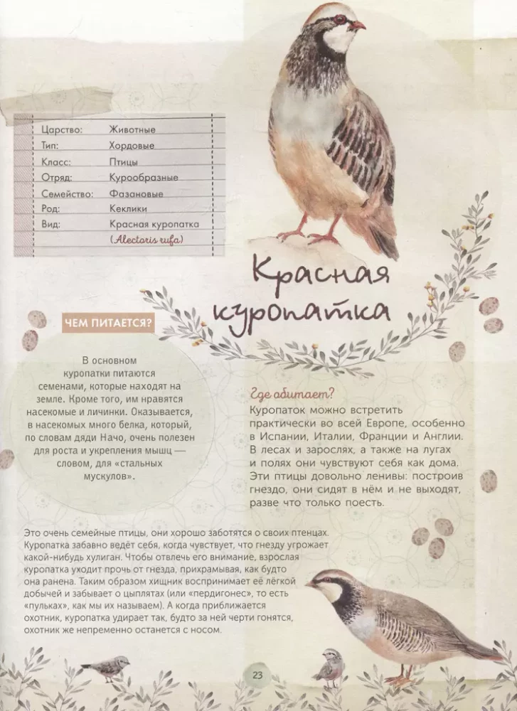 Labākais putnu, kukaiņu un koku noteicējs no Mirandas