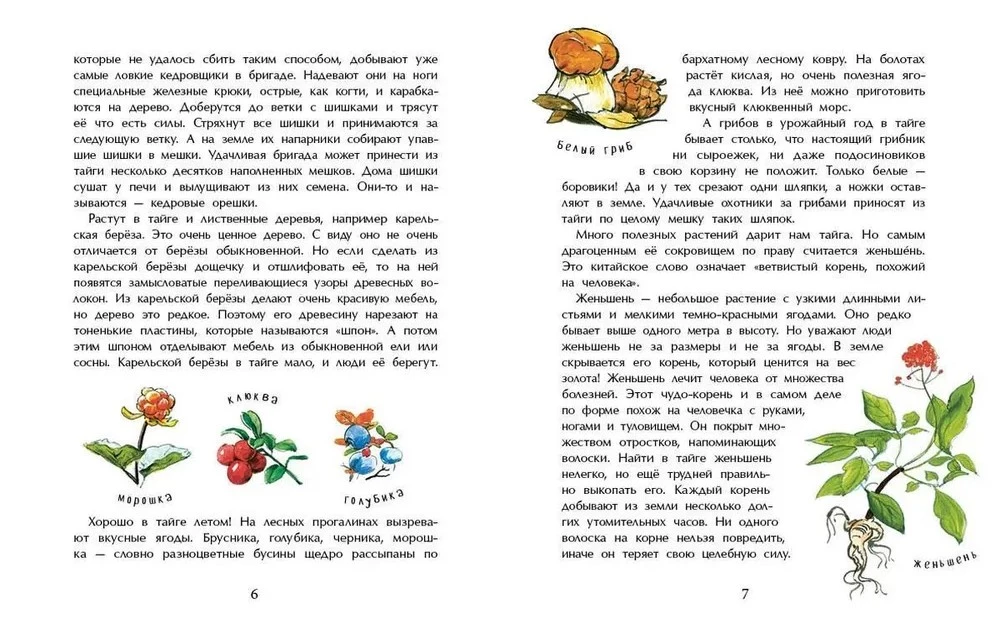Taiga. Apbrīnojams mežs