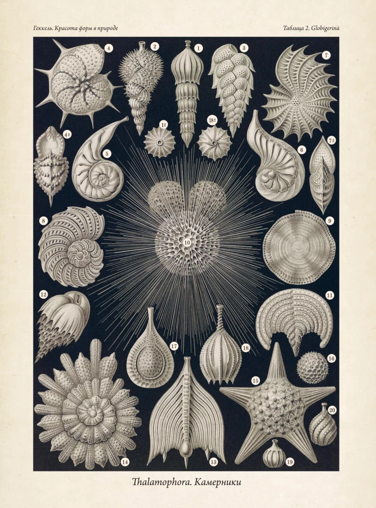 Dabas formu skaistums. Vēsturisko ilustrāciju albums