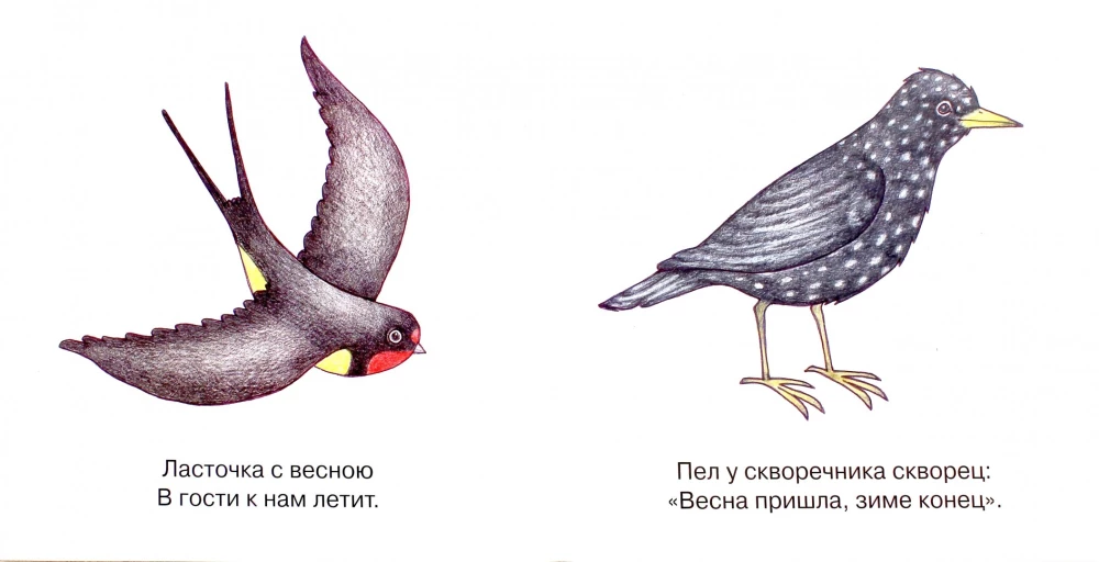 Мои первые слова. Птицы рядом с человеком