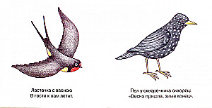 Мои первые слова. Птицы рядом с человеком