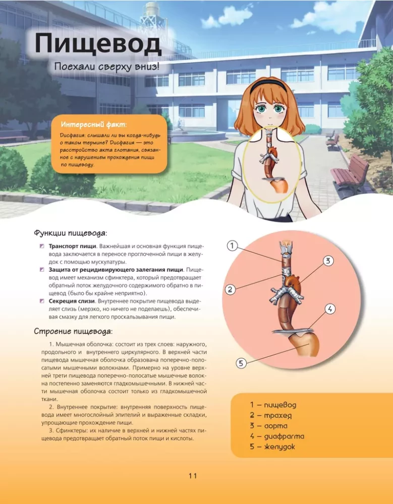 Anatomijas atlants manga stilā