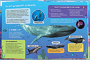 Encyclopēdija cietajā vāciņā. Zemūdens pasaule