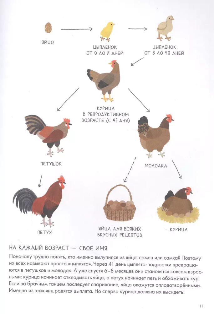 Курицеведение. Дачная энциклопедия