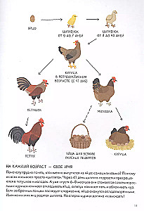 Курицеведение. Дачная энциклопедия