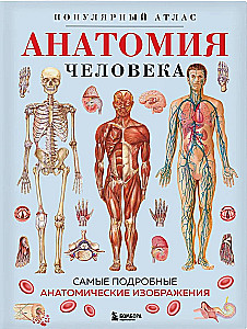 Cilvēka anatomija. Populārs atlants. Visprecīzākie anatomiskie attēli