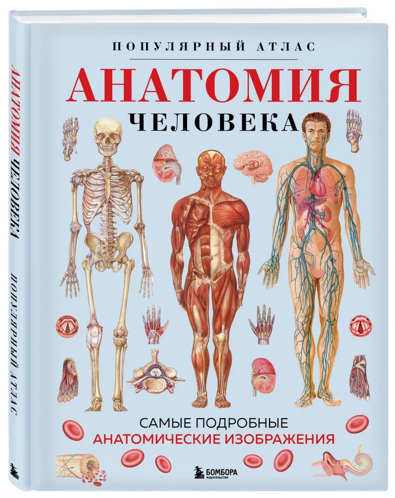 Cilvēka anatomija. Populārs atlants. Visprecīzākie anatomiskie attēli