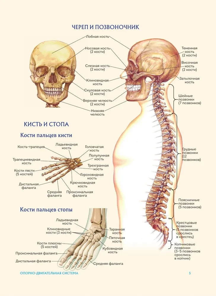 Cilvēka anatomija. Populārs atlants. Visprecīzākie anatomiskie attēli