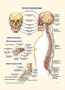 Cilvēka anatomija. Populārs atlants. Visprecīzākie anatomiskie attēli