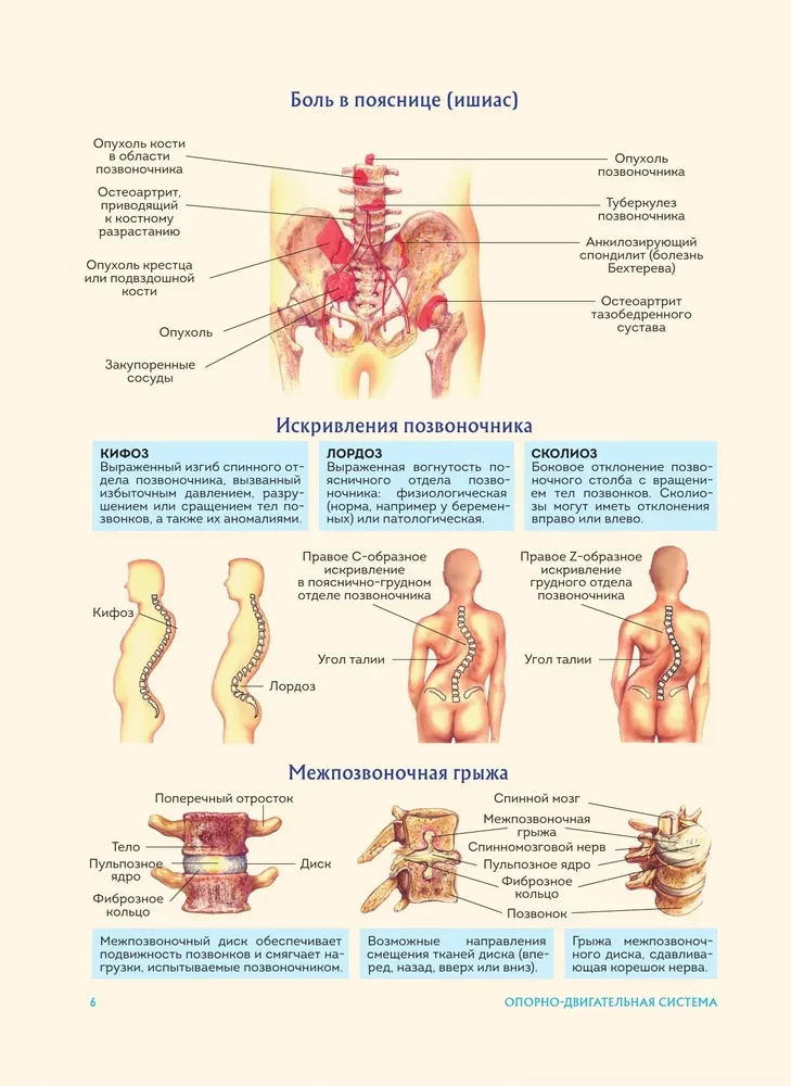 Cilvēka anatomija. Populārs atlants. Visprecīzākie anatomiskie attēli