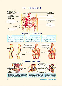 Cilvēka anatomija. Populārs atlants. Visprecīzākie anatomiskie attēli