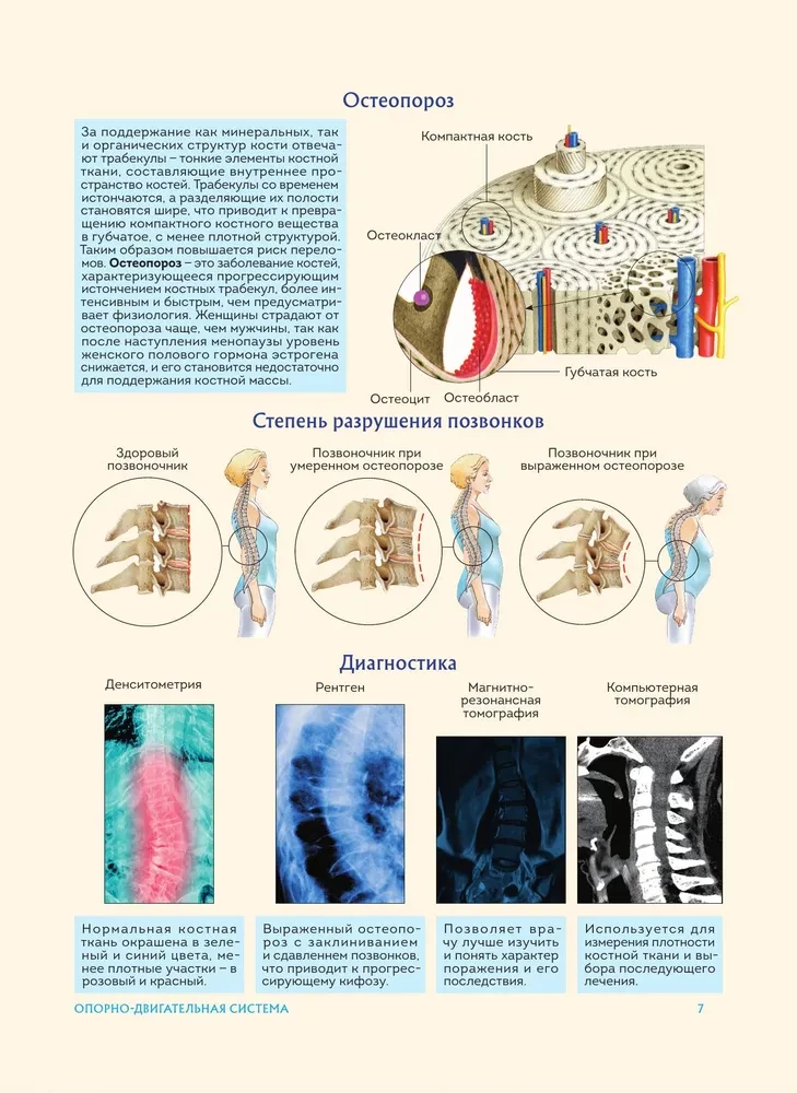 Cilvēka anatomija. Populārs atlants. Visprecīzākie anatomiskie attēli