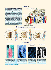 Cilvēka anatomija. Populārs atlants. Visprecīzākie anatomiskie attēli