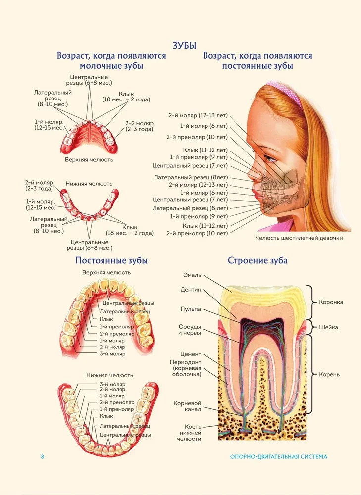 Cilvēka anatomija. Populārs atlants. Visprecīzākie anatomiskie attēli