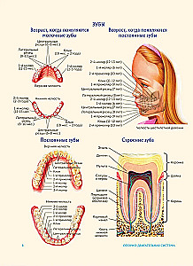 Cilvēka anatomija. Populārs atlants. Visprecīzākie anatomiskie attēli