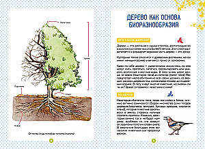 Лесные животные