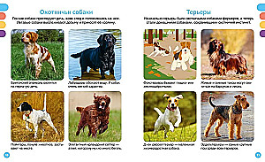 Любимые питомцы