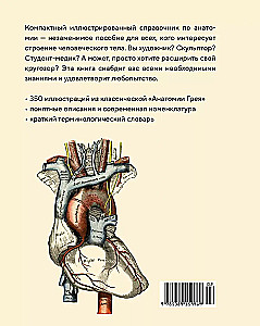 Анатомия