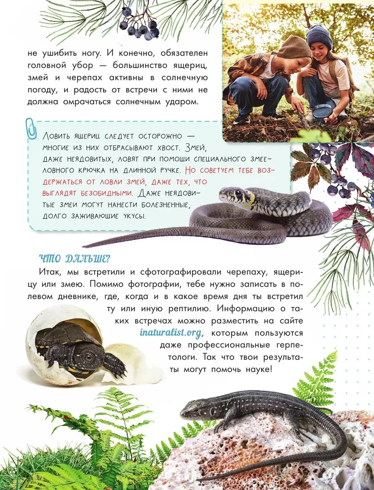 Змеи, ящерицы, черепахи