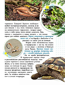 Змеи, ящерицы, черепахи