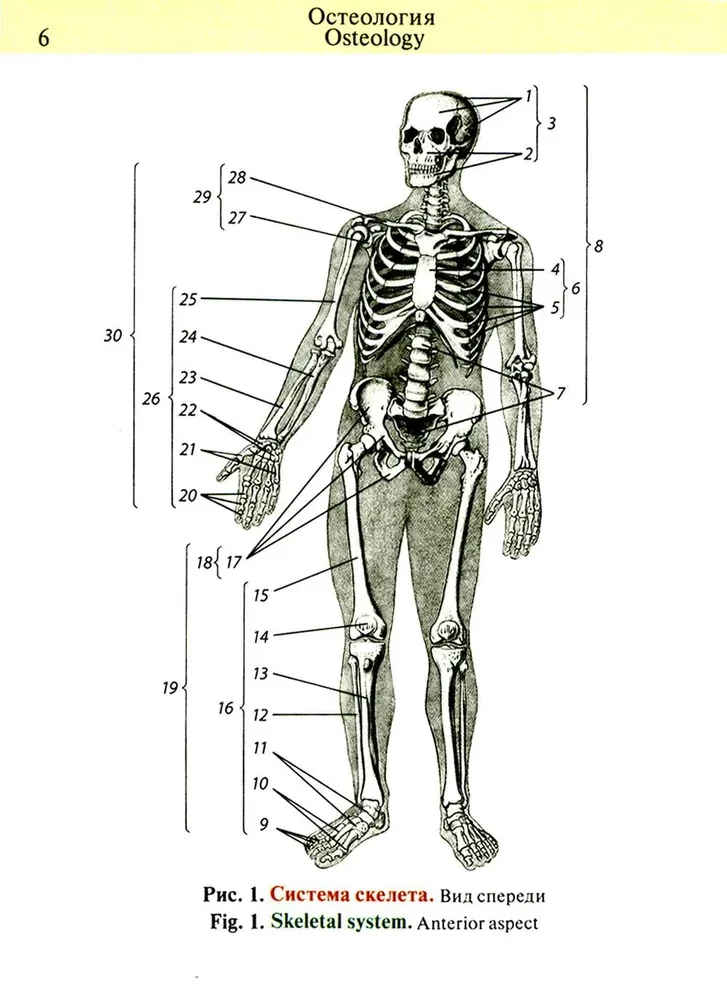 Kabatas anatomijas atlants