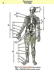 Kabatas anatomijas atlants