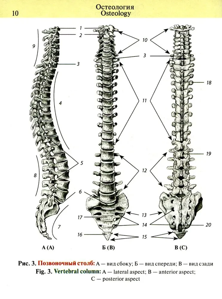Kabatas anatomijas atlants