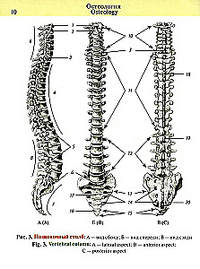 Kabatas anatomijas atlants