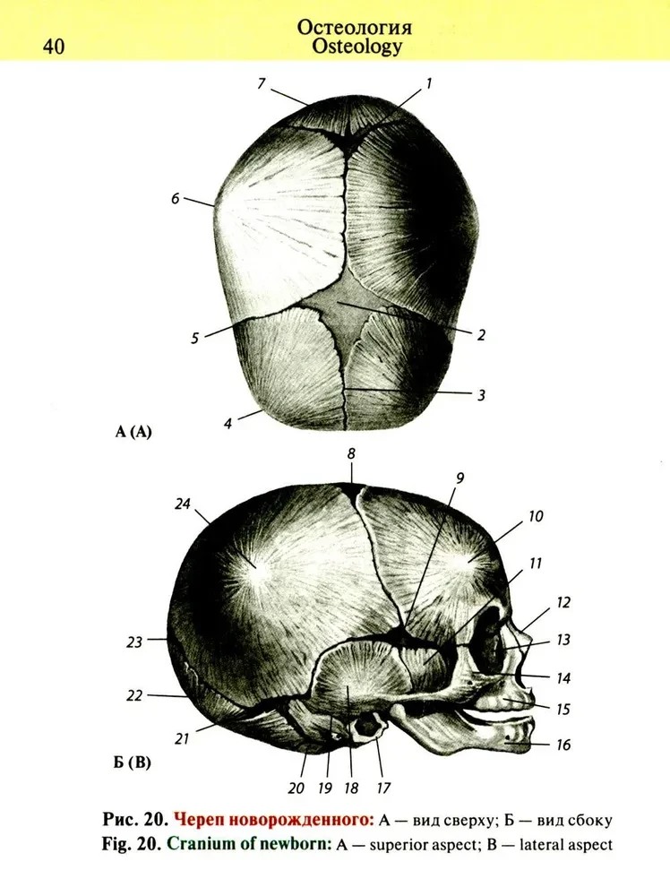 Kabatas anatomijas atlants