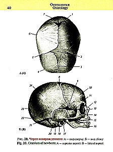 Kabatas anatomijas atlants